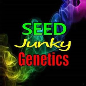 Buy Yellow Straws Feminized Seeds By Seed Junky Genetics