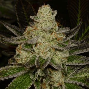 Doughlato from Archive Seed Bank feminized seeds