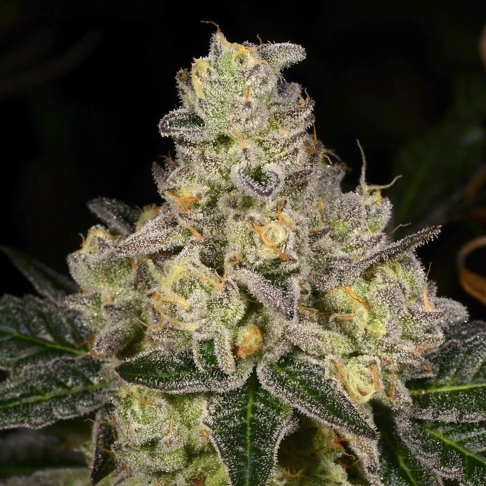 Dosi Cake from Archive Seed Bank Regular Seeds