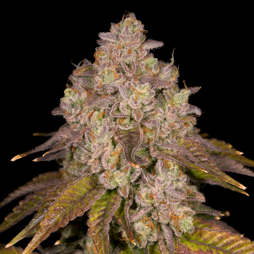 Killz from Archive Seed Bank Regular Seeds