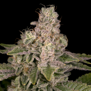 Yoshi from Archive Seed Bank Regular Seeds