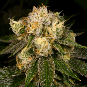 Flak Jacket from Archive Seed Bank Feminized Seeds