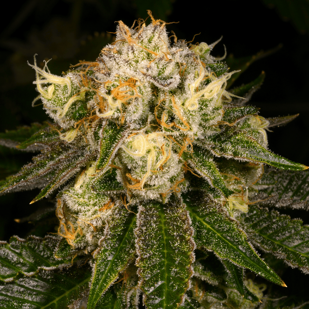 Flak Jacket from Archive Seed Bank Feminized Seeds