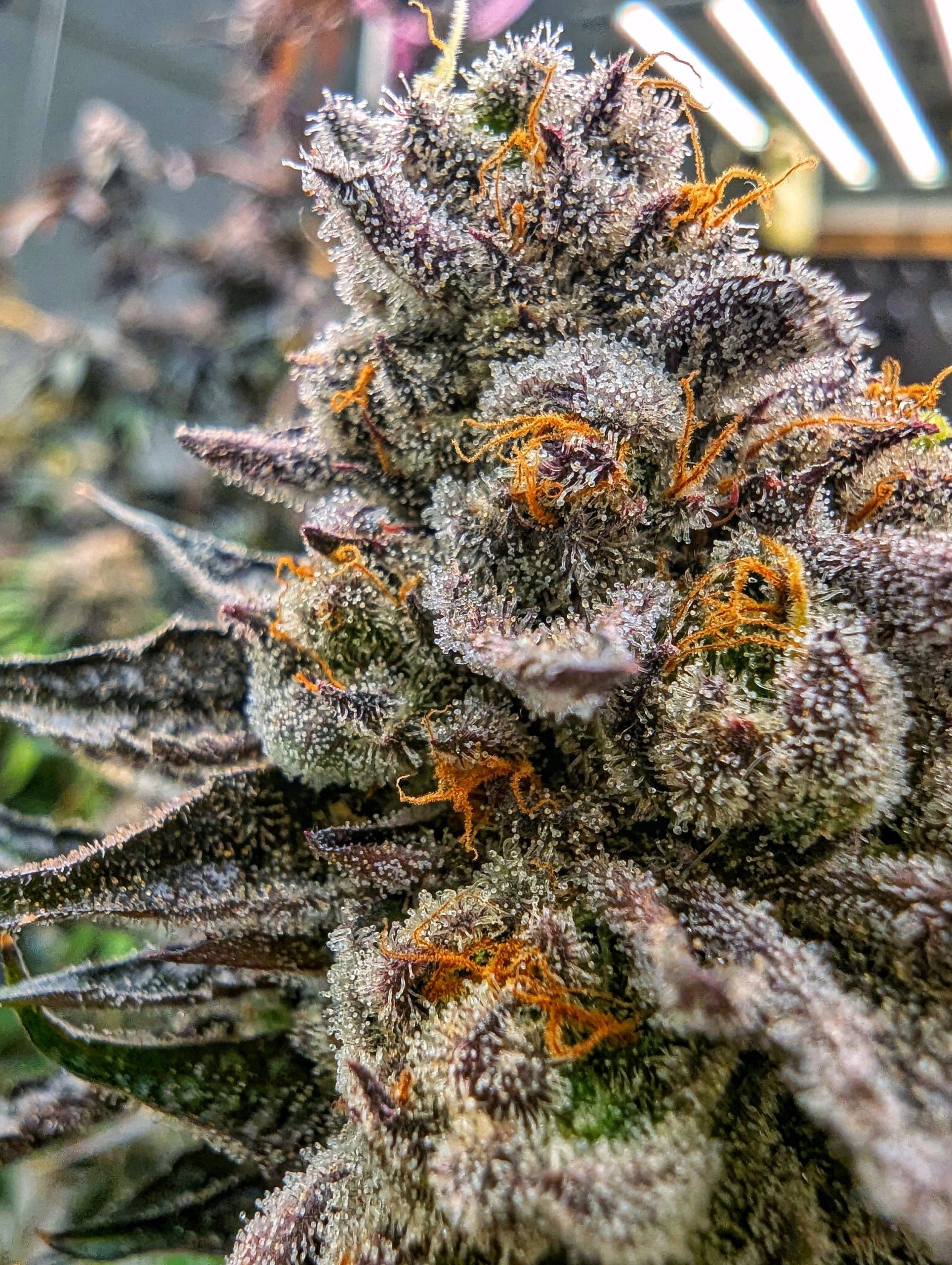 Big Z from Wizard Trees feminized seeds