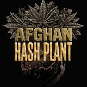 Afghan Hash Plant Auto
by Barney's Farm