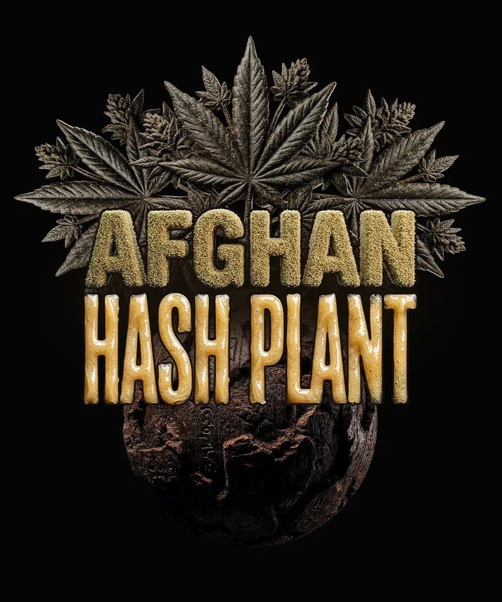 Afghan Hash Plant Auto
by Barney's Farm