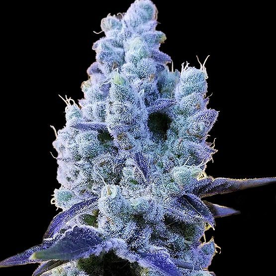 Mandarin Cookies V2 by Ethos Genetics Feminized Seeds