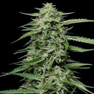 Blueberry Honey from Humboldt Seed Company feminized Seeds
