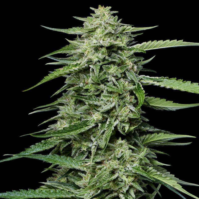 Blueberry Honey from Humboldt Seed Company feminized Seeds