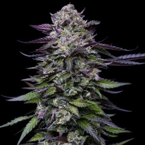 Candy Hustle From Humboldt Seed Company feminized Seeds