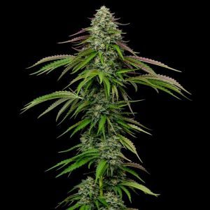 Garlic Budder By Humboldt Seed Company Auto Seeds