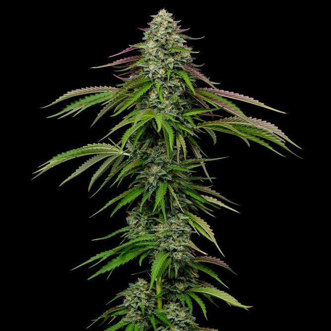 Garlic Budder By Humboldt Seed Company Auto Seeds