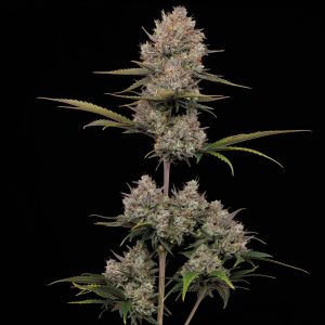 Hella Jelly By Humboldt Seed Co Autoflower Seeds