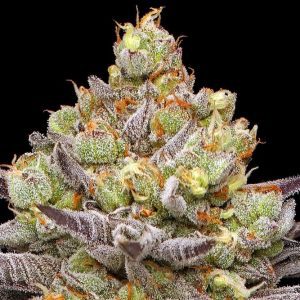 Humboldt Seed Company Europe