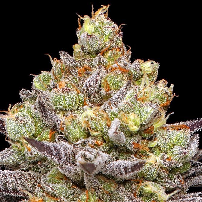 Humboldt Seed Company Europe