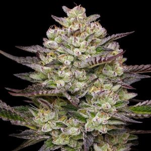 Puff Pastry By Humboldt Seed Co feminized Seeds