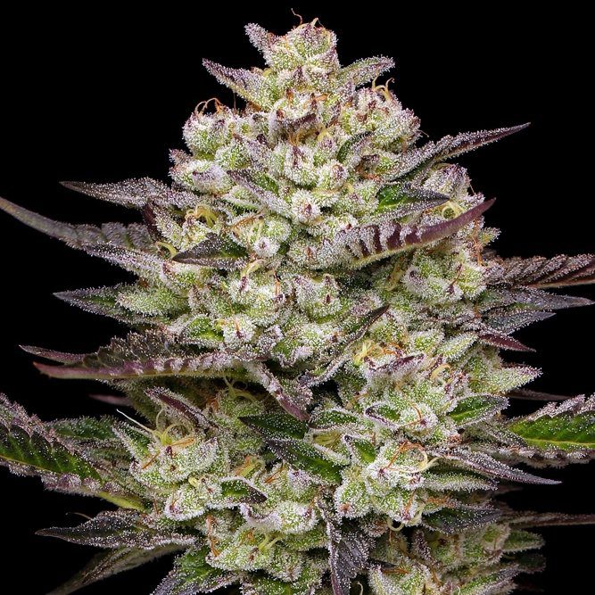Puff Pastry By Humboldt Seed Co feminized Seeds