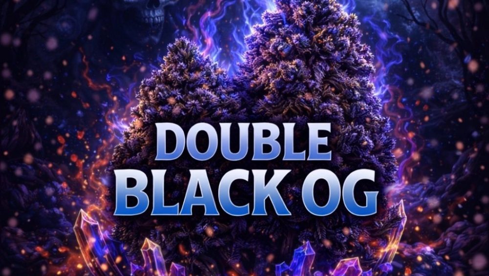 Black Christmas Shock Drop by Lit Farms