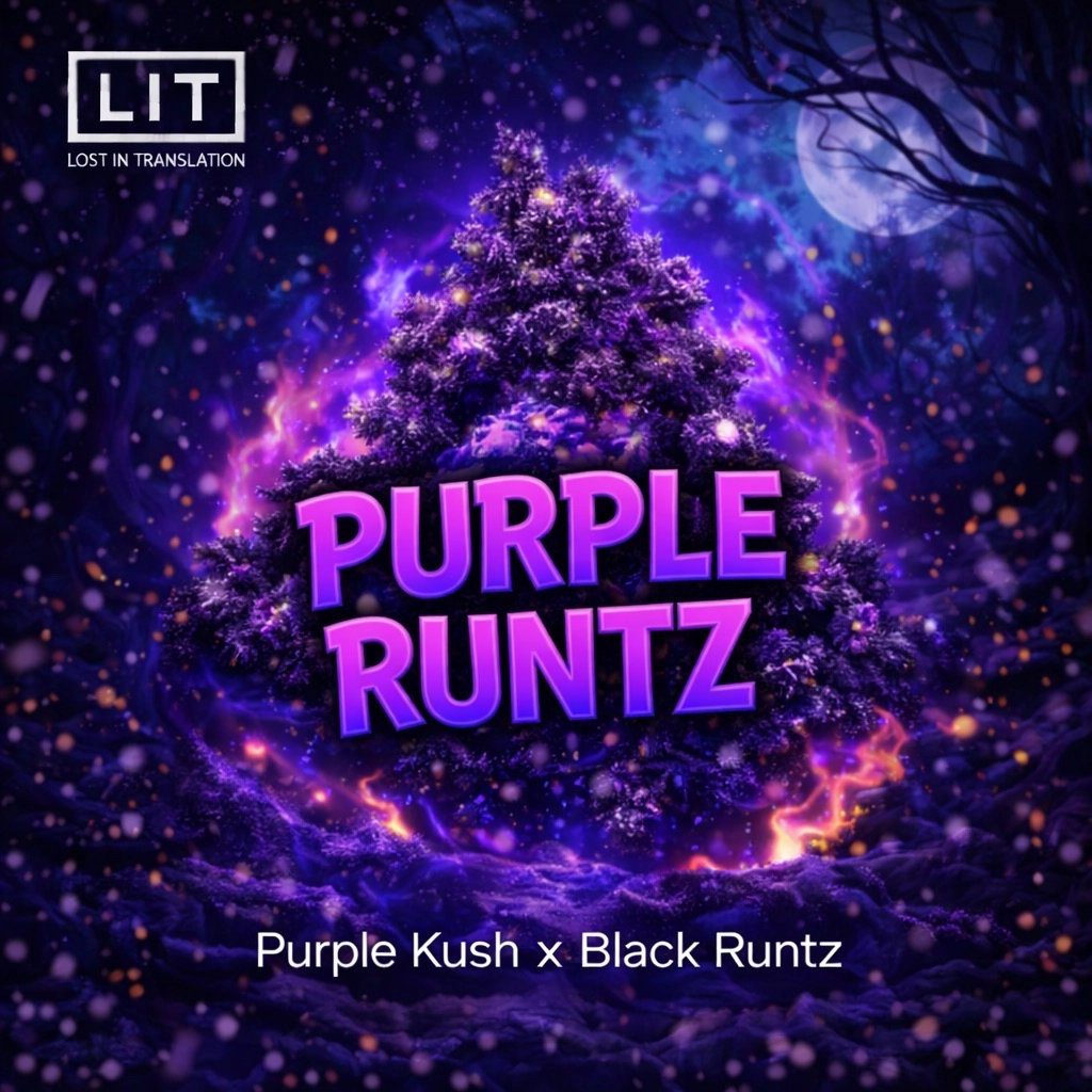 Purple Runtz (F) [Black Christmas Shock Drop] by LIT Farms