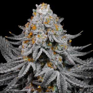 Rainbow Sugar By LIT Farms Feminized Seeds