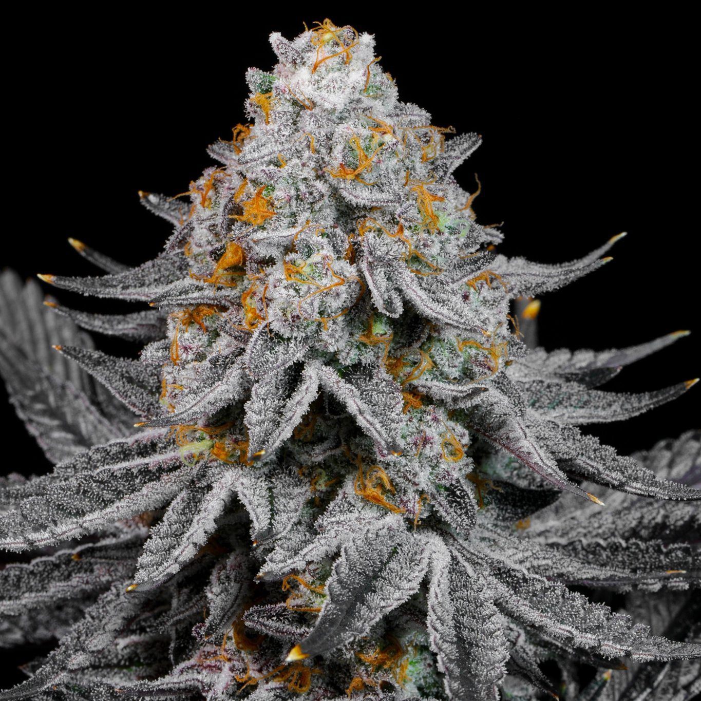 Rainbow Sugar By LIT Farms Feminized Seeds