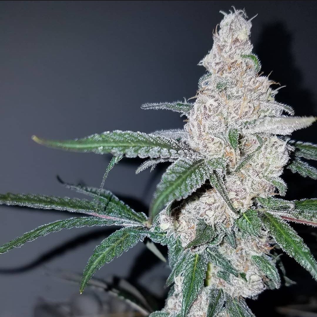 Big Chillz from Capulator Regular Seeds