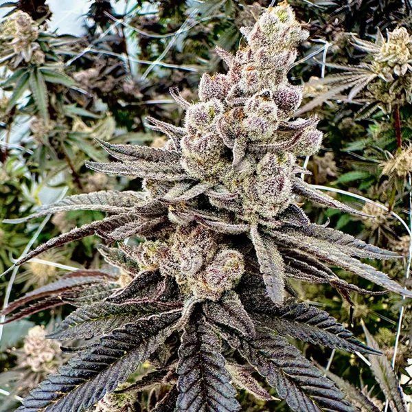 Color Blast (F) [DRIPPIN’ AIN’T EAZY]