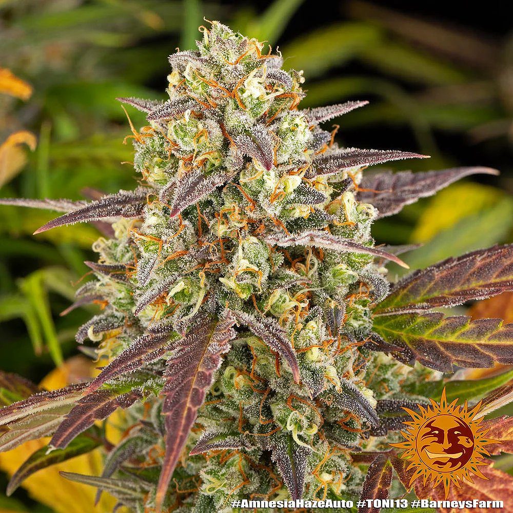 Barney's Farm Feminized Cannabis Seeds Collection
