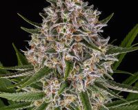 European Marijuana Seeds Supplier Online