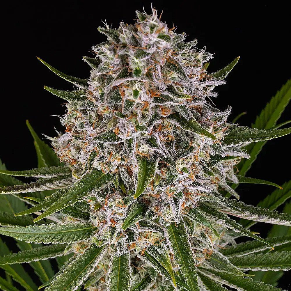 Lemon Haze Auto by Barney's Farm