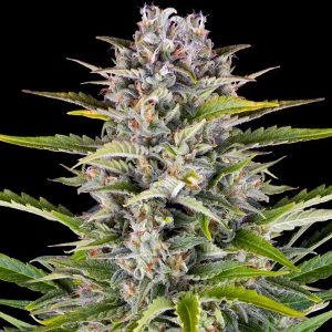 Gorilla Z Auto: by Barney's Farm