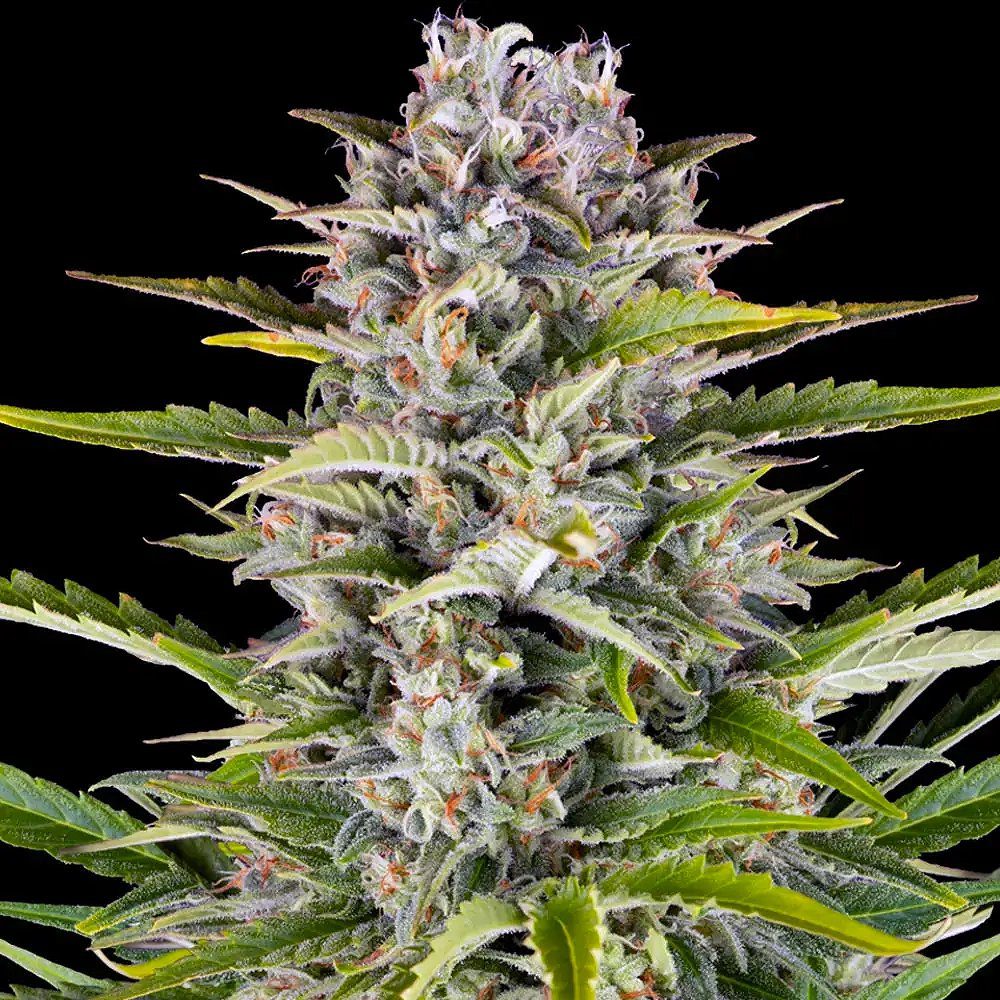 Gorilla Z Auto: by Barney's Farm