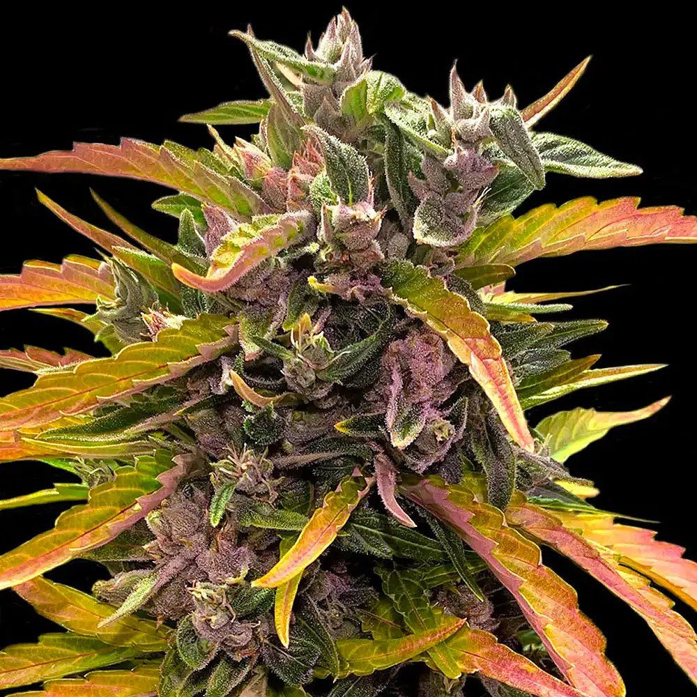 GG4 Auto (Formerly Gorilla Glue Auto)
by Barney's Farm