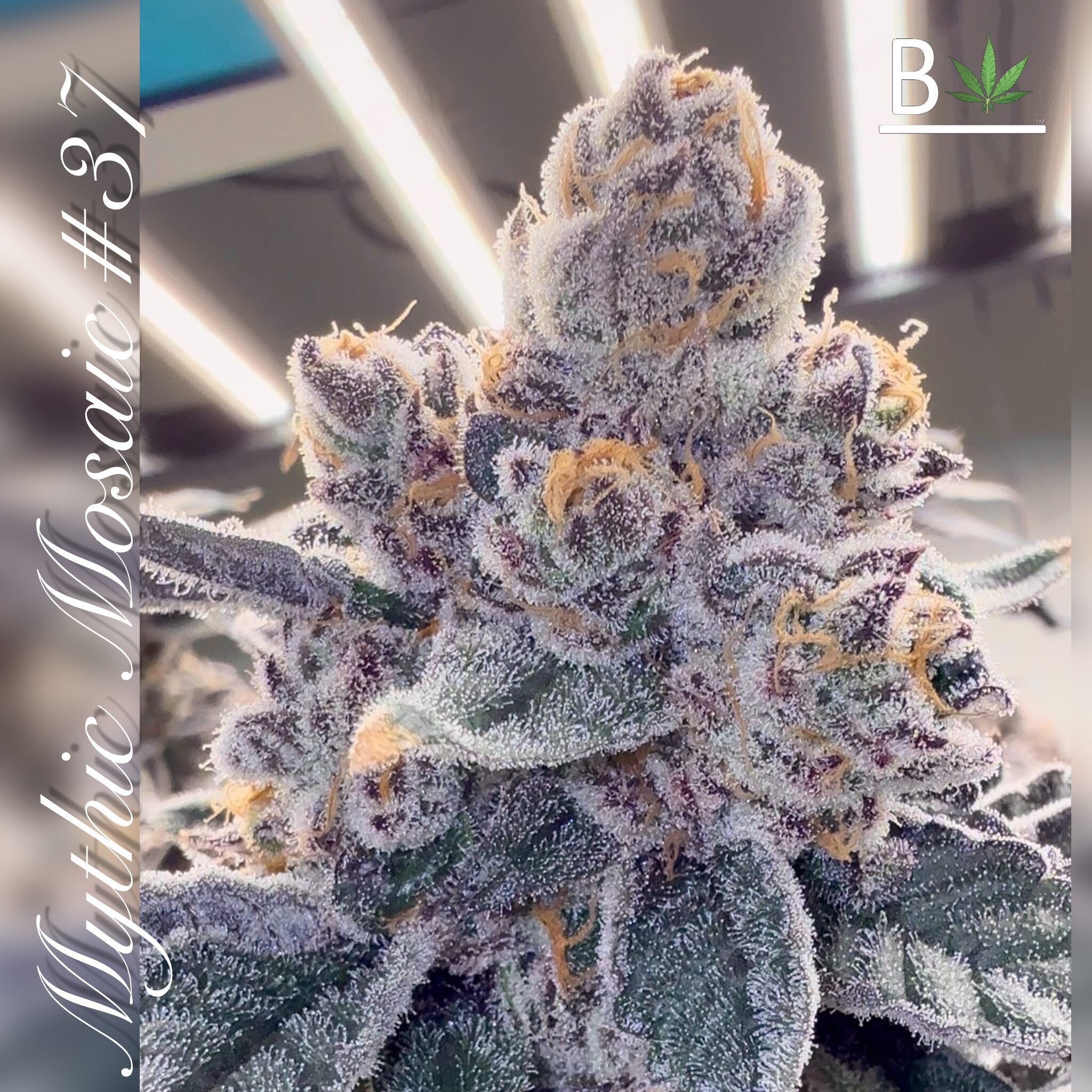 Mythic Mosaic R1 by Beleaf Cannabis feminized Seeds