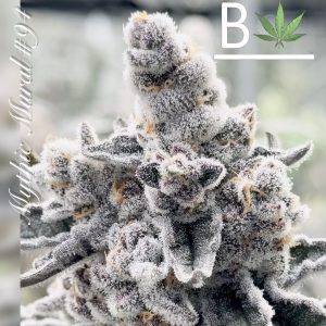 Mythic Mural R1 by Beleaf Cannabis feminized Seeds