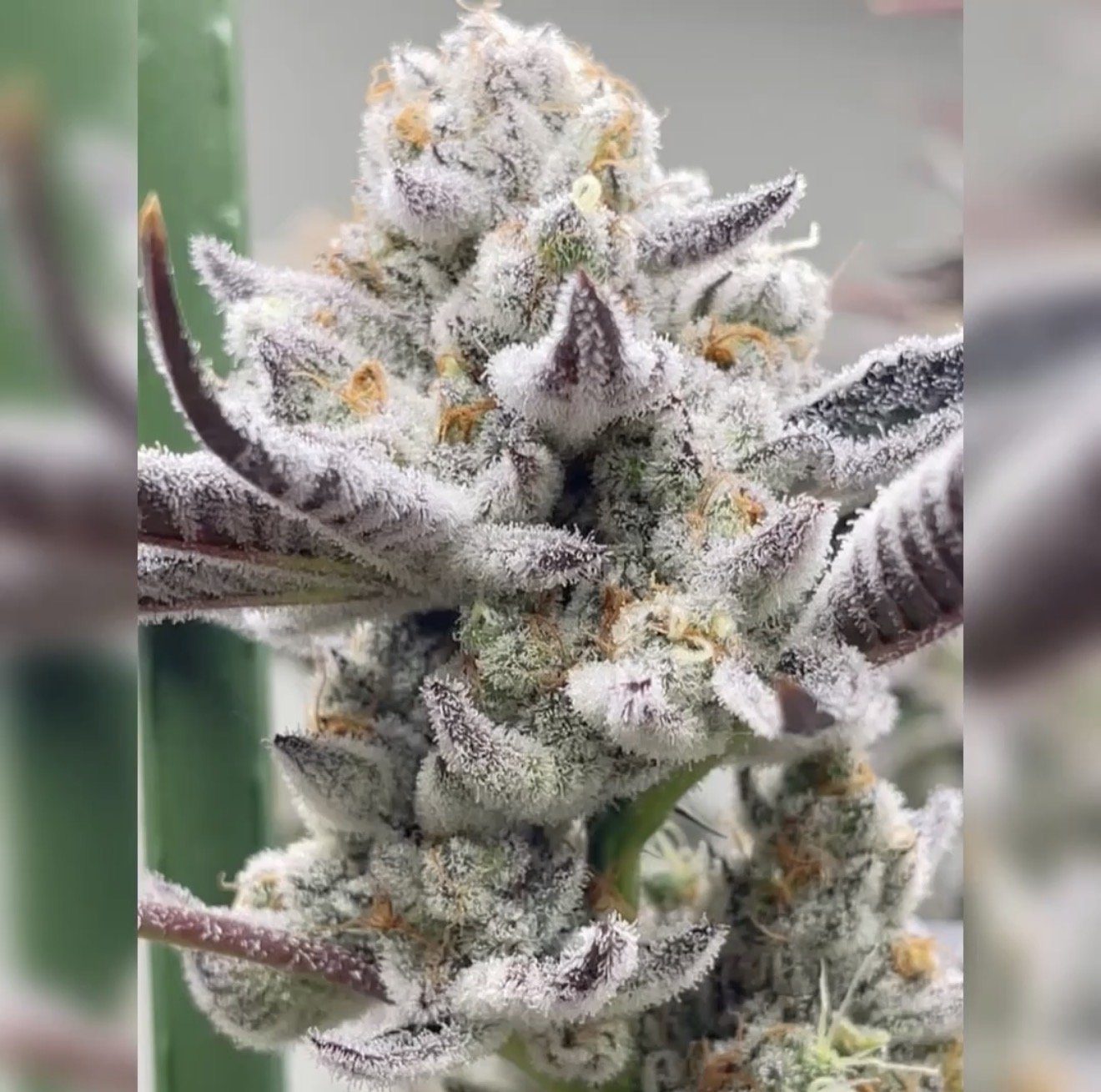 CHIMERA #3 S1 from Beleaf Cannabis feminized seeds