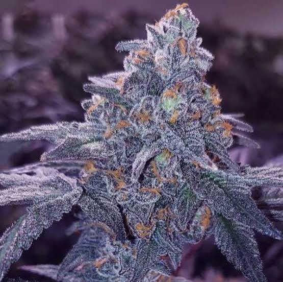 Blue 16 from Grandiflora Genetics Regular Seeds