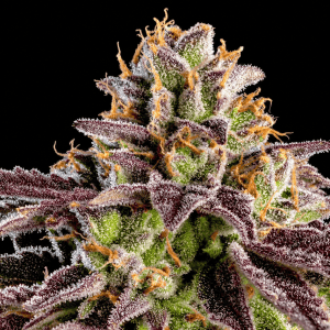 Big Z from Wizard Trees feminized seeds