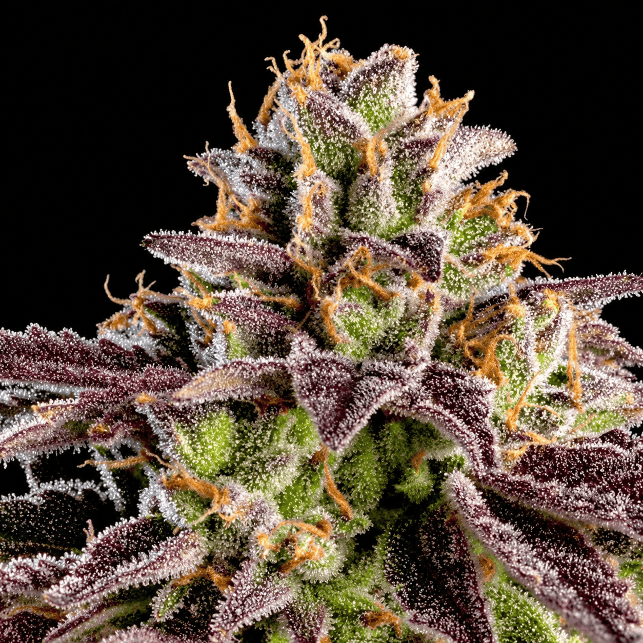 Big Z from Wizard Trees feminized seeds