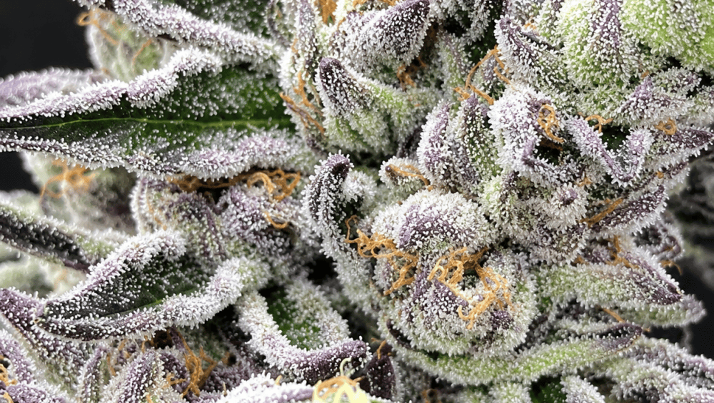 Premium bulk cannabis seeds