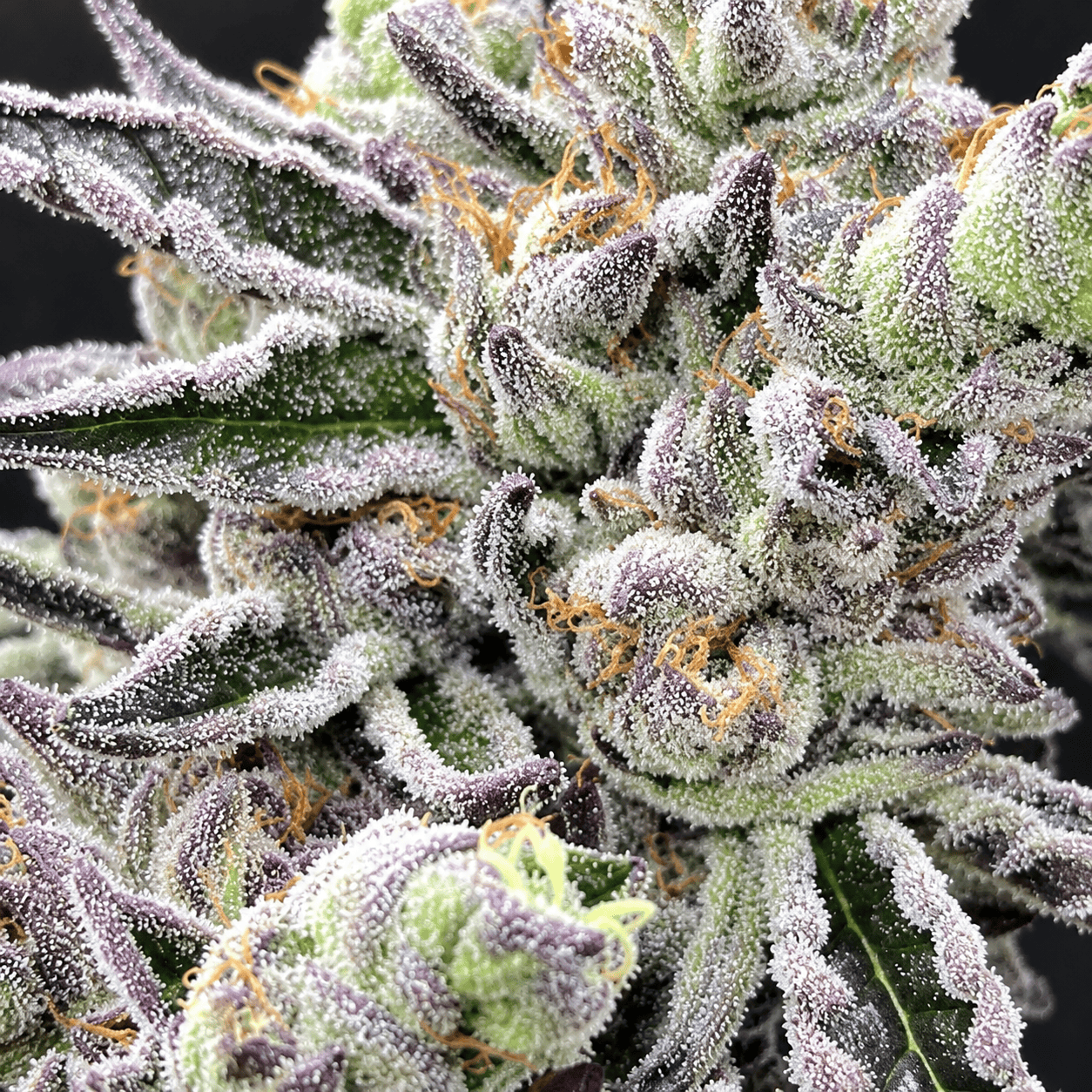 Premium bulk cannabis seeds