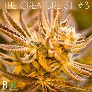 The Creature S1 By Beleaf Cannabis feminized seeds