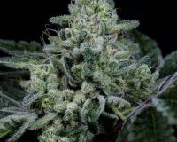Where to buy legit weed seeds