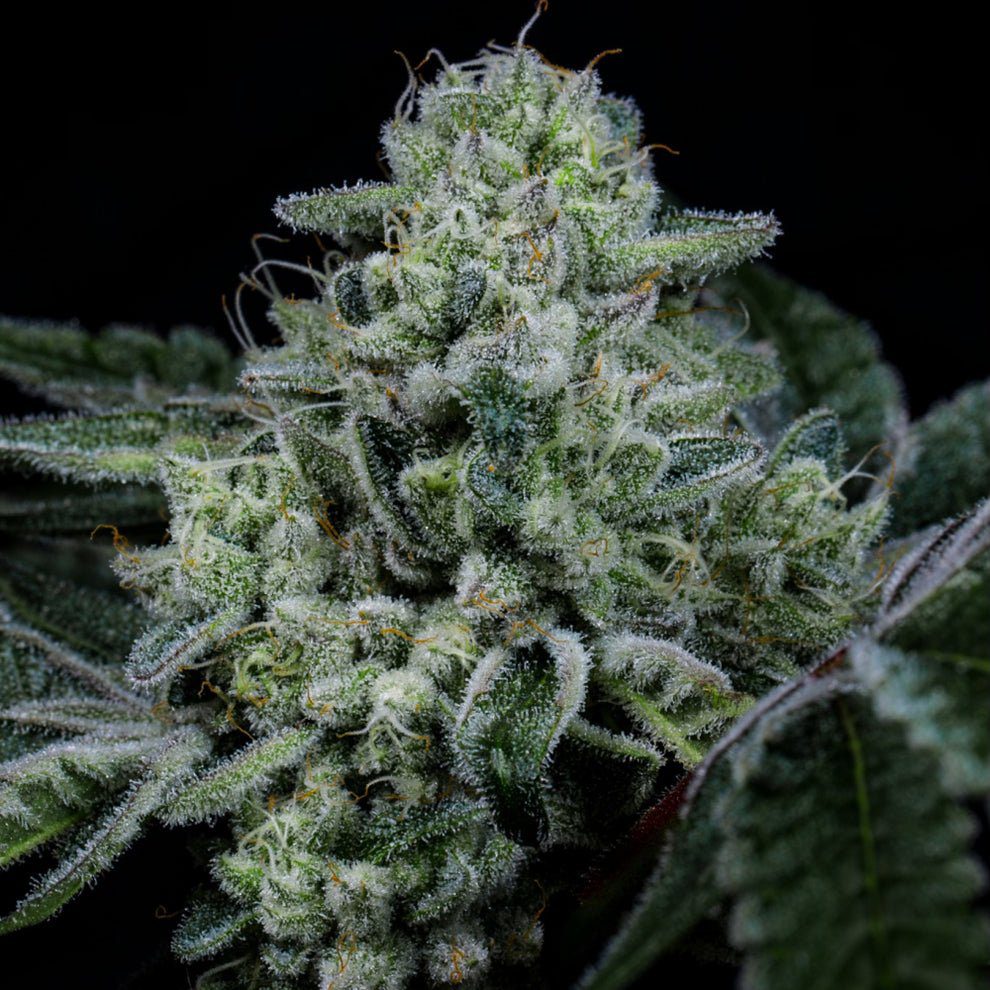 Where to buy legit weed seeds