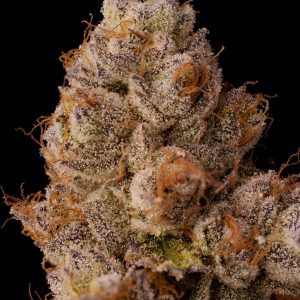 Zebra Ztripez By Seed Junky Genetics Feminized Seeds