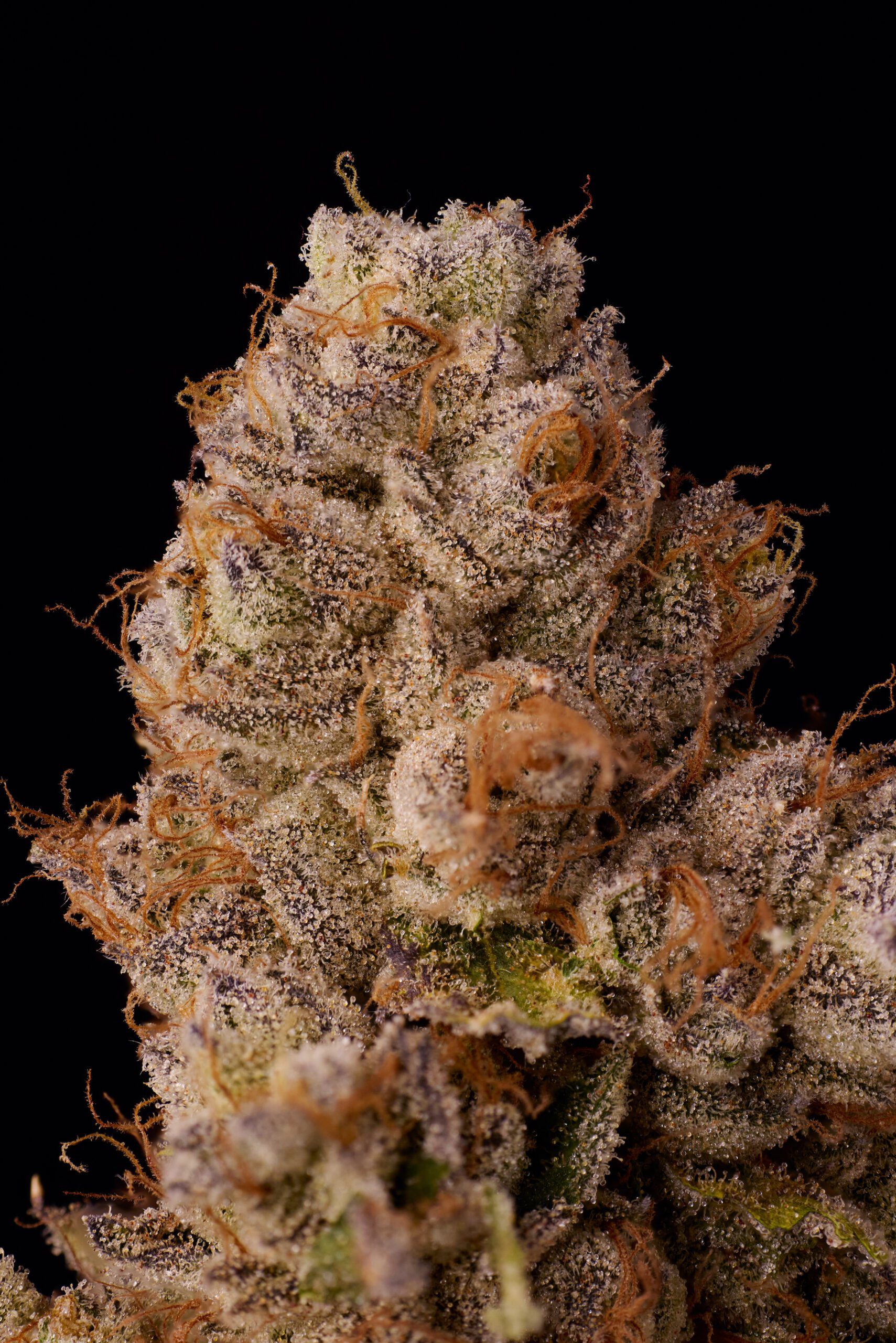 Zebra Ztripez By Seed Junky Genetics Feminized Seeds