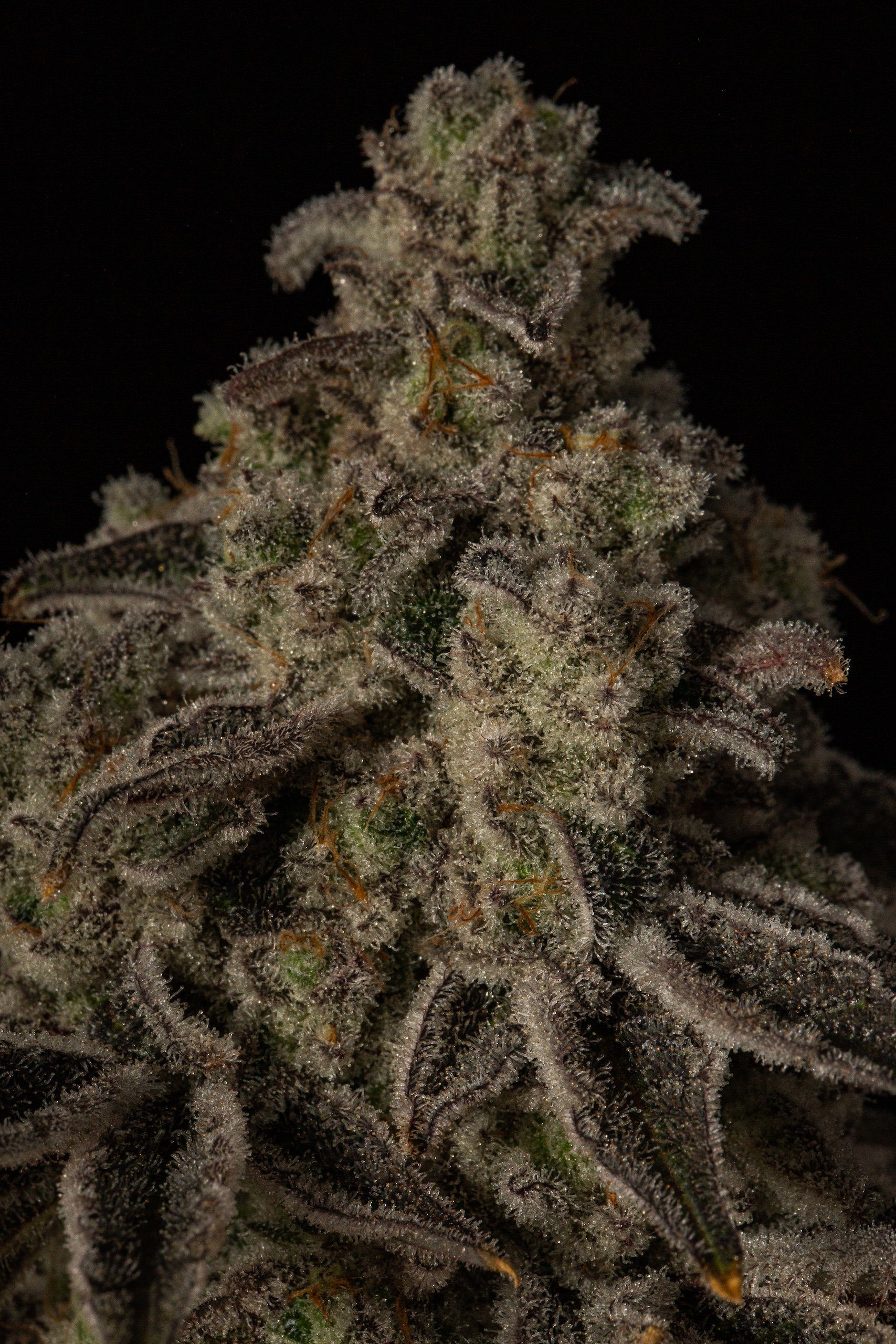 Cap Junky S1 By Seed Junky Genetics Feminized Seeds 
🔍
CAP JUNKY S1