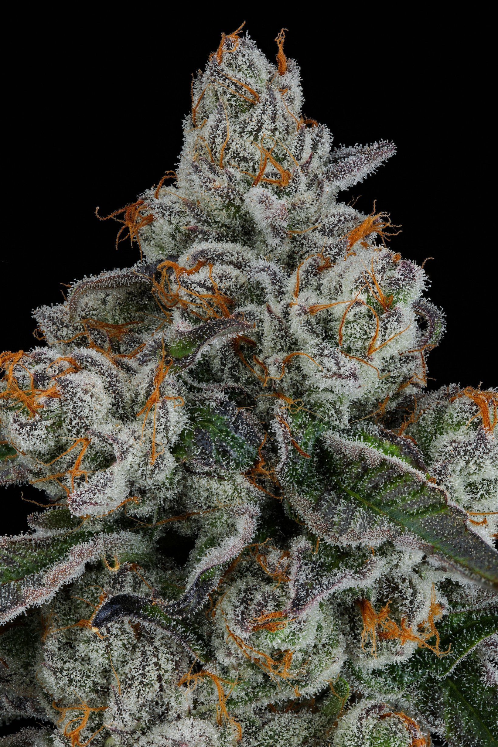Pineapple Bang By Seed Junky Genetics Feminized