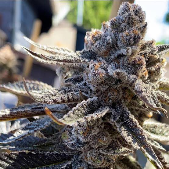 Bahama Berry from Solfire Garden feminized seeds