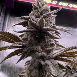 Apple Fritter S1 from Clearwater Genetics feminized seeds